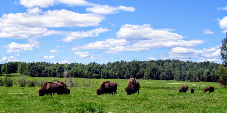 Bufali nell’Omega Park di Montebello (Quebec)